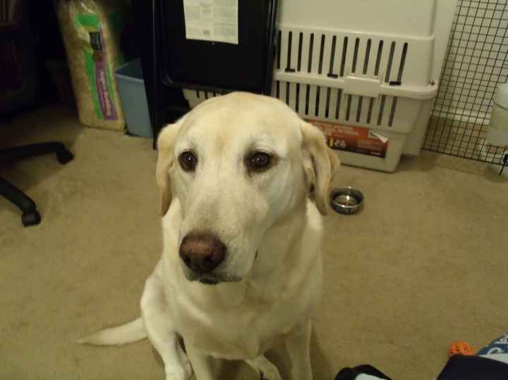 NWR- FH and your pets