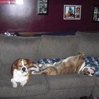 NWR, "pit bull", rant.