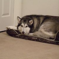 NWR- FH and your pets