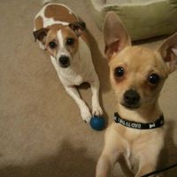 NWR- FH and your pets