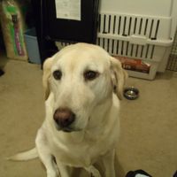 NWR- FH and your pets