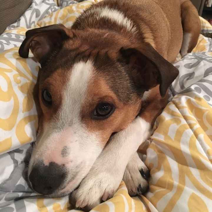 Sick and need cheering up--show me your Fur babies!