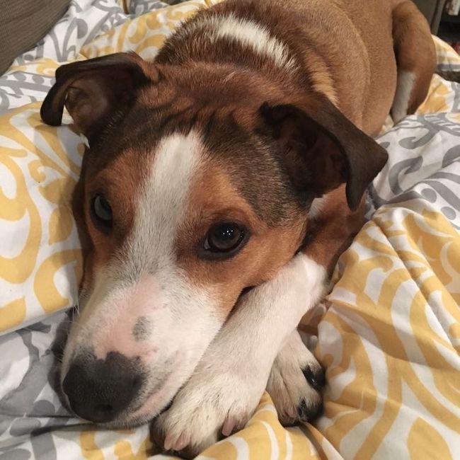 Sick and need cheering up--show me your Fur babies!