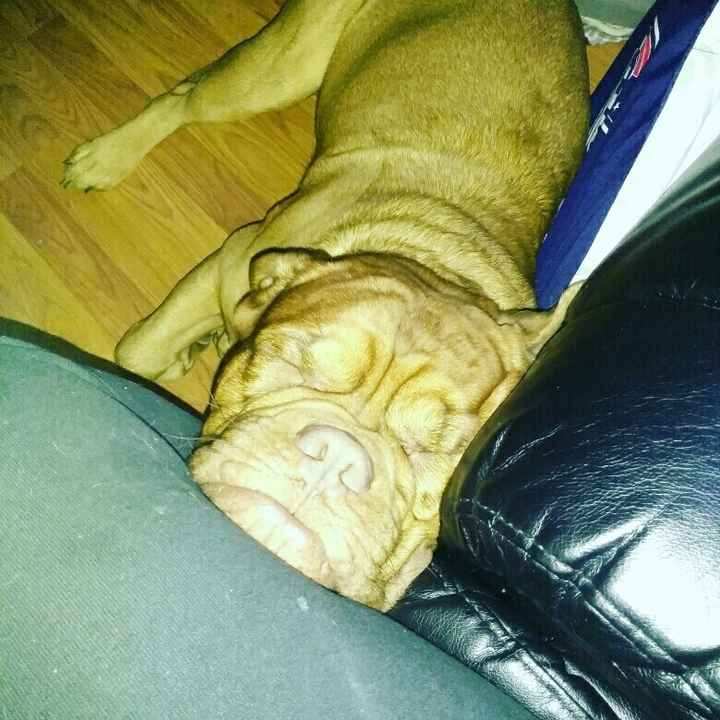 NWR: My pup thinks she's people. She's right. Show me your "people pups!"