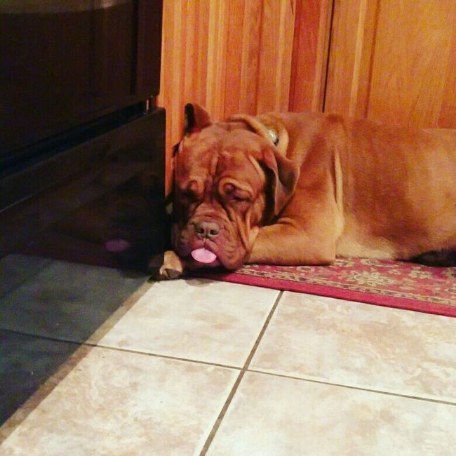 NWR: My pup thinks she's people. She's right. Show me your "people pups!"