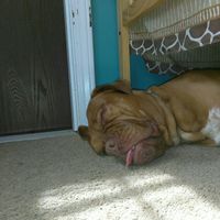 Today is National Pet Day! Let's see those fur babies :)