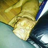 NWR: My pup thinks she's people. She's right. Show me your "people pups!"