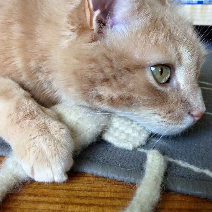 NWR: Share your funny pet stories!