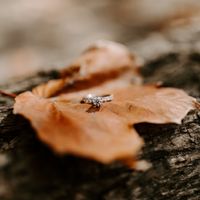 Brides of 2022! Show us your ring! - 1