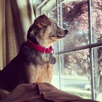 Today is a little slow, so... PETS! :)