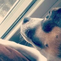 Today is a little slow, so... PETS! :)