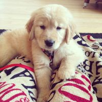 NWR: Happy Furry Fursday, let's see them fur babies!