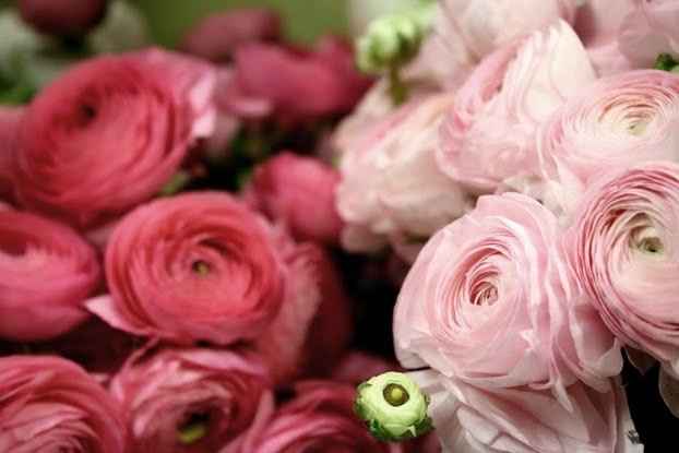 Ranunculus?