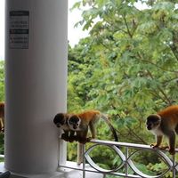 Honeymoon help - 2
