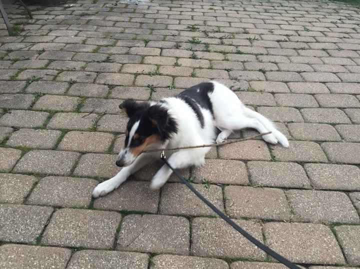 Paging all animal lovers