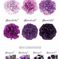 diy real flower color pallet - 1