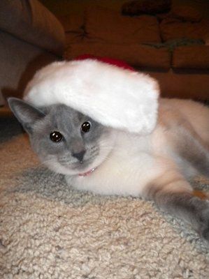 My furbaby: pics of the evil thing included