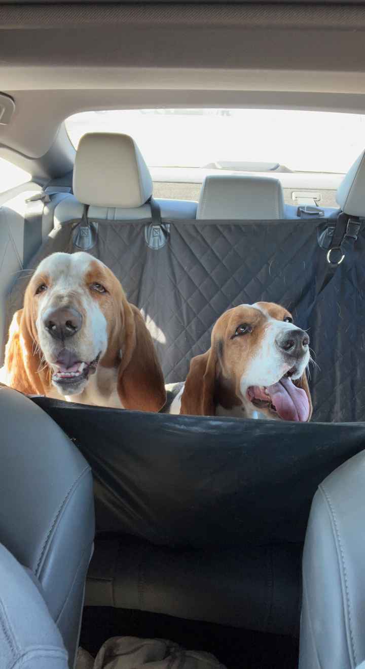 Clever Signature Cocktail Name Featuring Pets - 1