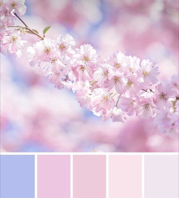 Cherry Blossom? 2