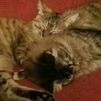 NWR:. Just wanted to share the Sunshine. Caution:Extreme cuteness enclosed.