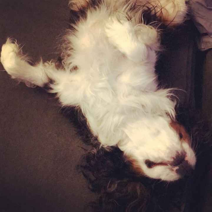 NWR: Our fur baby is going to the big dog park in the sky :(