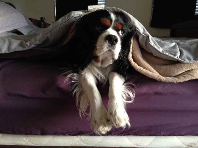 NWR: Our fur baby is going to the big dog park in the sky :(