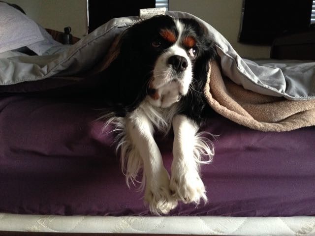 NWR: Our fur baby is going to the big dog park in the sky :(