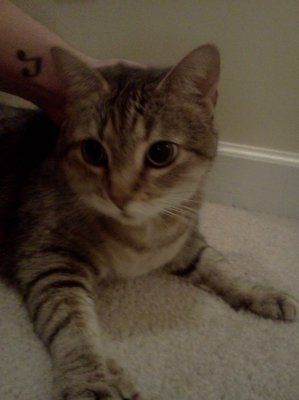 Just for fun- haven't seen the furbabies in awhile