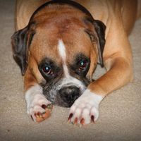 My Fur baby is freaking out! (Also let me see your fur babies!)