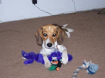Let's see your pets!