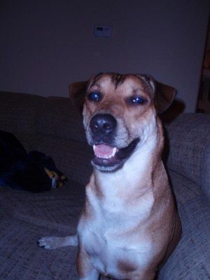 Let's see your pets!