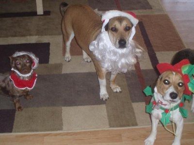 Let's see your pets!