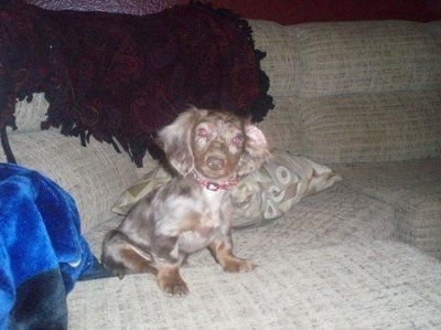 Let's see your pets!