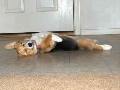 I love my Dog. NWR.