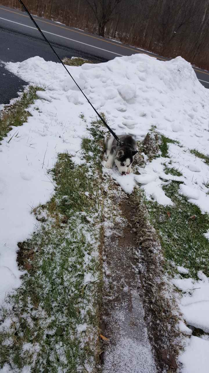 Show off your fur babies!