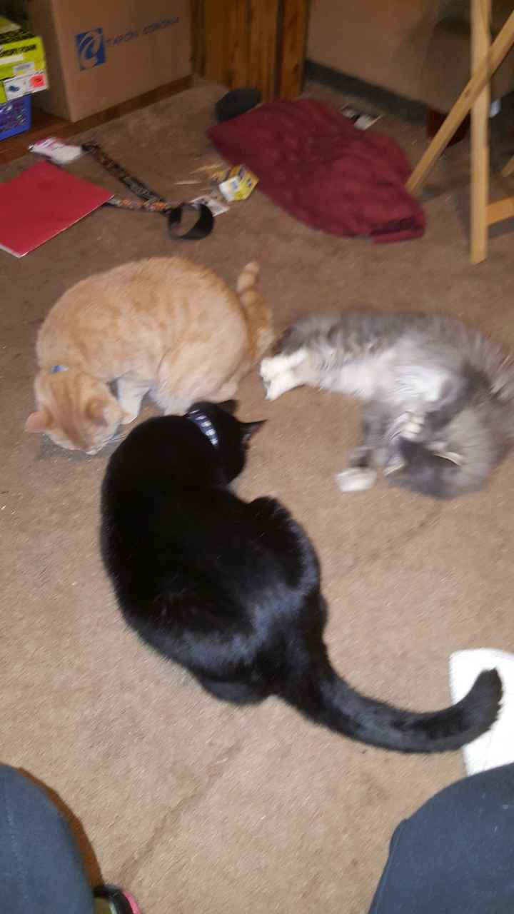 Show off your fur babies!