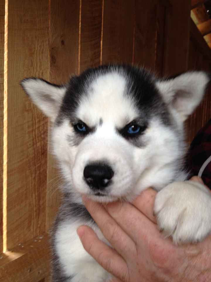 Nwr i get my puppy on Saturday