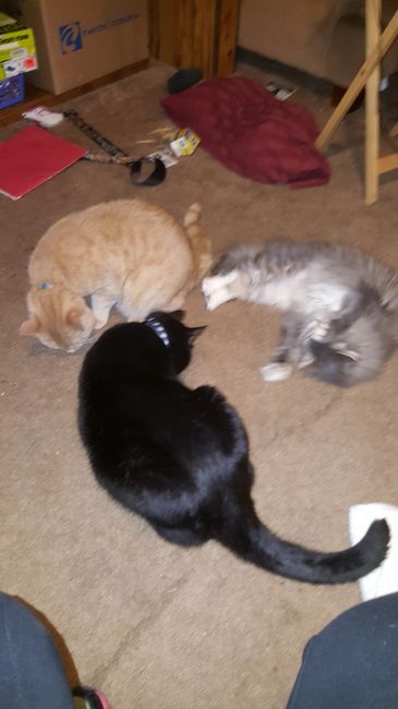 Show off your fur babies!