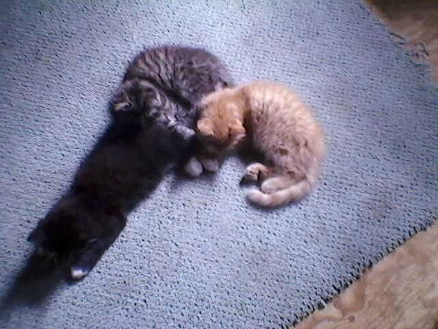 NWR:  It's Feline Friday...