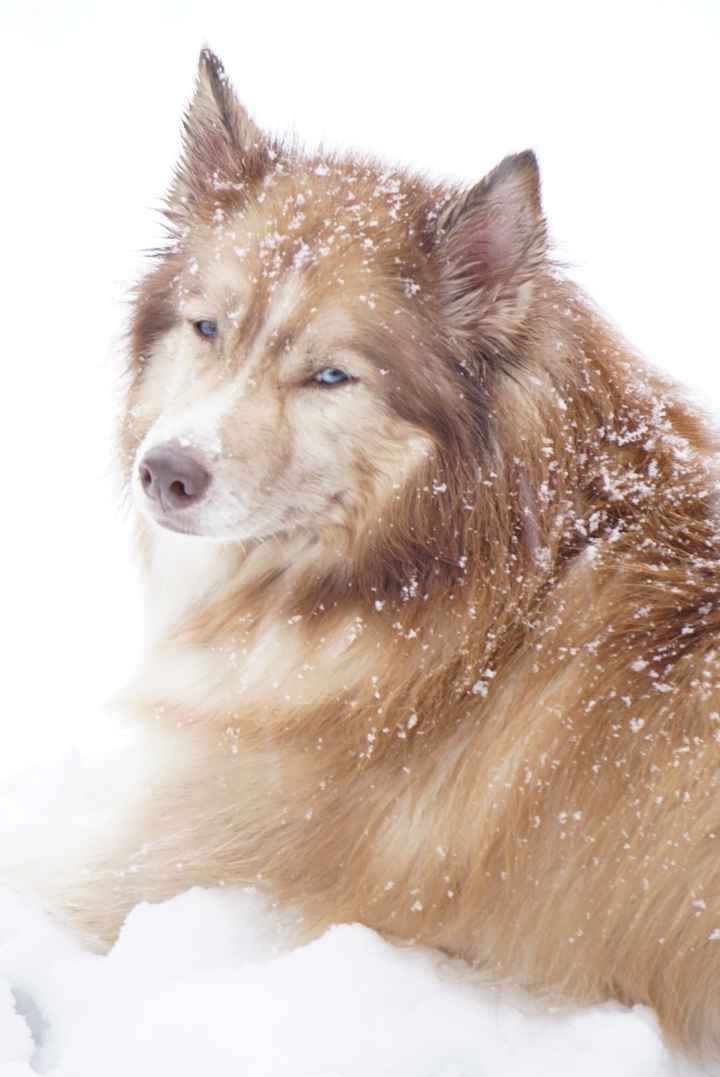 Are you including your puppy in your pictures? - 1