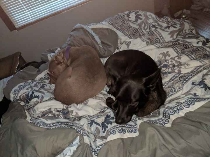 Are you including your puppy in your pictures? - 2