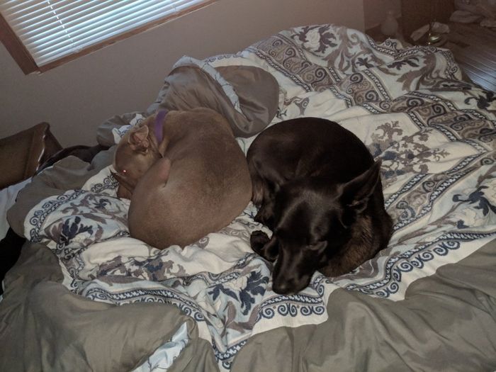 Are you including your puppy in your pictures? - 2