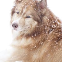 Are you including your puppy in your pictures? - 1