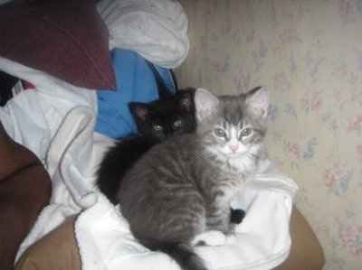 Show off your furbabies!