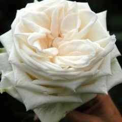 Bouquet Advice for Our Color Scheme