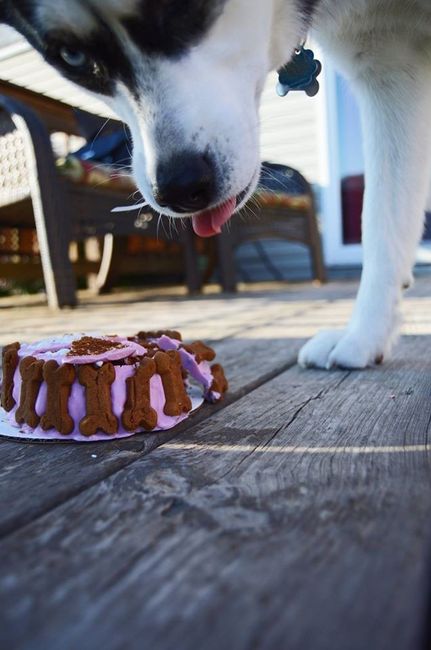 Just ordered my dogs first birthday cake! NWR