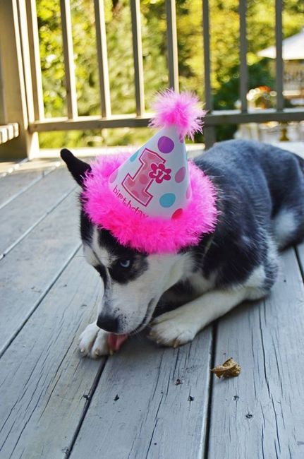 Just ordered my dogs first birthday cake! NWR