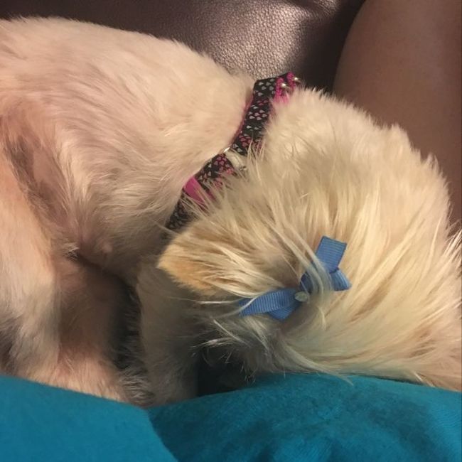 NWR: Dog cuteness