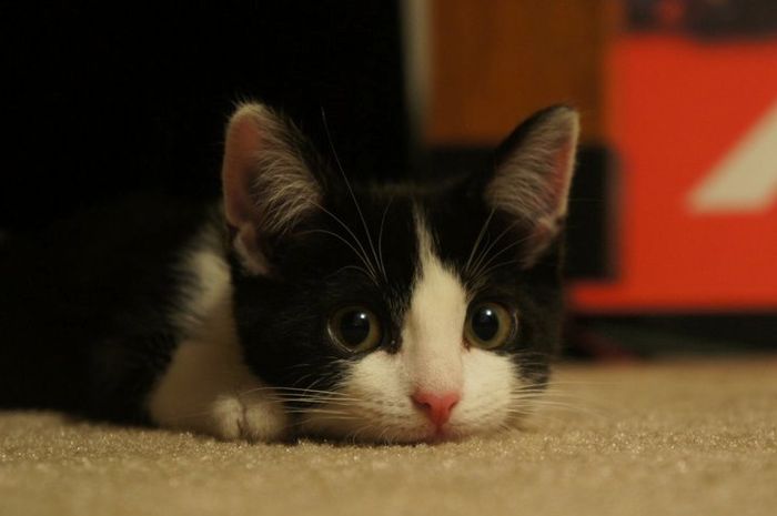 Just for fun, lets see your crazy pet child....