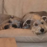 NWR: Shameless pet post!